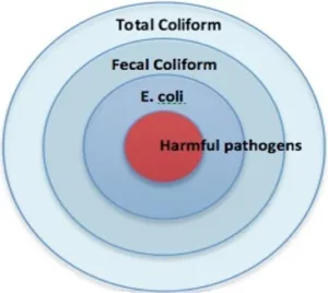 coliform bacteria