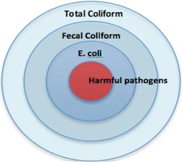 coliform bacteria